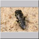 Oxybelus bipunctatus - Fliegenspiesswespe m02 5mm - Sandgrube Niedringhaussee.jpg